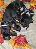 Salem, a female Miniature Dachshund for sale in Rio Grande City, TX – 9 of 10