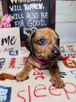 Storm (CKC), a female Dachshund for sale in Rio Grande City, TX – 4 of 8