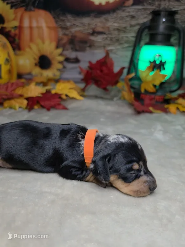 Ghost – Miniature Dachshund puppy for sale in Rio Grande City, TX
