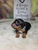 Star - Lord Dachshund / Chiweenie, a male Chihuahua and Miniature Dachshund for sale in Rio Grande City, TX – 1 of 10