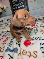Groot Dachshund / Chiweenie, a male Chihuahua and Miniature Dachshund for sale in Rio Grande City, TX – 3 of 9