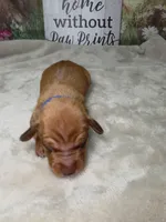 Groot Dachshund / Chiweenie, a male Chihuahua and Miniature Dachshund for sale in Rio Grande City, TX – 3 of 10