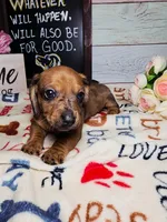 Storm (CKC), a female Dachshund for sale in Rio Grande City, TX – 7 of 8