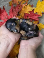 Spooky, a female Miniature Dachshund for sale in Rio Grande City, TX – 8 of 10
