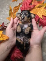 Ghost, a female Miniature Dachshund for sale in Rio Grande City, TX – 7 of 10