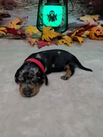 Hocus Pocus, a female Miniature Dachshund for sale in Rio Grande City, TX – 6 of 10