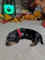 Hocus Pocus, a female Miniature Dachshund for sale in Rio Grande City, TX – 8 of 10