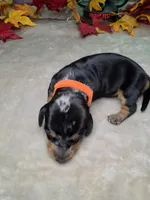 Ghost, a female Miniature Dachshund for sale in Rio Grande City, TX – 2 of 10