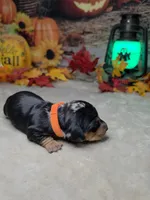 Ghost, a female Miniature Dachshund for sale in Rio Grande City, TX – 3 of 10