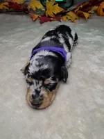 Salem, a female Miniature Dachshund for sale in Rio Grande City, TX – 6 of 10