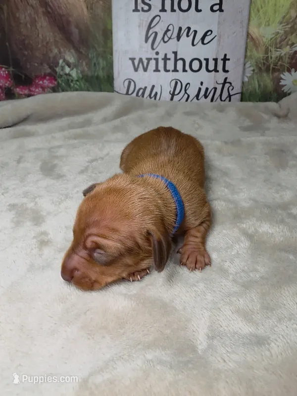 Groot Dachshund / Chiweenie – Chihuahua, Miniature Dachshund puppy for sale in Rio Grande City, TX