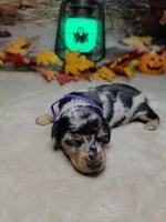 Salem, a female Miniature Dachshund for sale in Rio Grande City, TX – 5 of 10