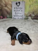 Star - Lord Dachshund / Chiweenie, a male Chihuahua and Miniature Dachshund for sale in Rio Grande City, TX – 2 of 10