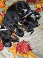 Hocus Pocus, a female Miniature Dachshund for sale in Rio Grande City, TX – 9 of 10
