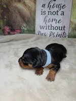 Star - Lord Dachshund / Chiweenie, a male Chihuahua and Miniature Dachshund for sale in Rio Grande City, TX – 3 of 10