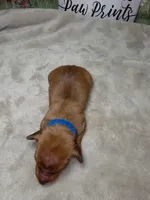 Groot Dachshund / Chiweenie, a male Chihuahua and Miniature Dachshund for sale in Rio Grande City, TX – 5 of 10