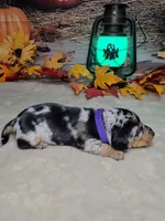 Salem, a female Miniature Dachshund for sale in Rio Grande City, TX – 7 of 10
