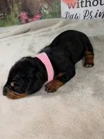 Gamora Dachshund / Chiweenie, a female Chihuahua and Miniature Dachshund for sale in Rio Grande City, TX – 2 of 8