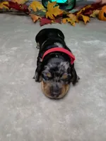 Hocus Pocus, a female Miniature Dachshund for sale in Rio Grande City, TX – 3 of 10