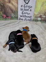 Rocket Dachshund / Chiweenie, a male Chihuahua and Miniature Dachshund for sale in Rio Grande City, TX – 7 of 9