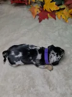 Salem, a female Miniature Dachshund for sale in Rio Grande City, TX – 8 of 10