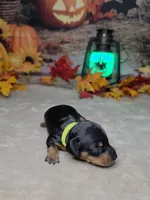 Spooky, a female Miniature Dachshund for sale in Rio Grande City, TX – 6 of 10