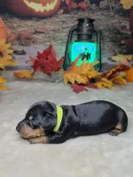 Spooky, a female Miniature Dachshund for sale in Rio Grande City, TX – 5 of 10