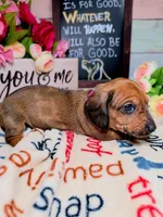 Storm (CKC), a female Dachshund for sale in Rio Grande City, TX – 3 of 8