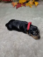 Hocus Pocus, a female Miniature Dachshund for sale in Rio Grande City, TX – 7 of 10