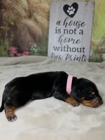 Gamora Dachshund / Chiweenie, a female Chihuahua and Miniature Dachshund for sale in Rio Grande City, TX – 4 of 8