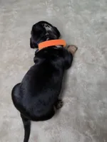 Ghost, a female Miniature Dachshund for sale in Rio Grande City, TX – 4 of 10