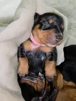 Gamora Dachshund / Chiweenie, a female Chihuahua and Miniature Dachshund for sale in Rio Grande City, TX – 5 of 8