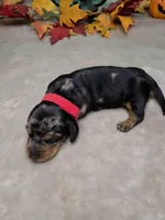 Hocus Pocus, a female Miniature Dachshund for sale in Rio Grande City, TX – 4 of 10