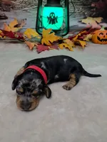 Hocus Pocus, a female Miniature Dachshund for sale in Rio Grande City, TX – 2 of 10