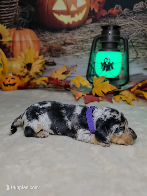 Salem – Miniature Dachshund puppy on hold in Rio Grande City, TX