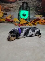 Salem, a female Miniature Dachshund for sale in Rio Grande City, TX – 3 of 10