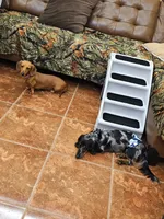 Storm (CKC), a female Dachshund for sale in Rio Grande City, TX – 8 of 8