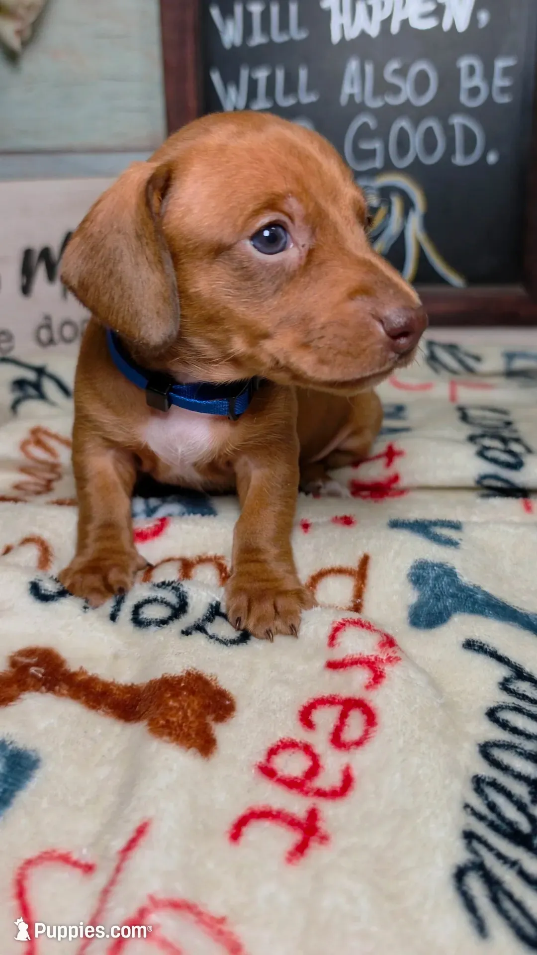 Groot Dachshund / Chiweenie, a male Chihuahua and Miniature Dachshund for sale in Rio Grande City, TX – 6 of 9