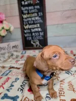 Groot Dachshund / Chiweenie, a male Chihuahua and Miniature Dachshund for sale in Rio Grande City, TX – 7 of 9