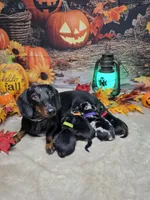 Ghost, a female Miniature Dachshund for sale in Rio Grande City, TX – 9 of 10