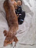 Star - Lord Dachshund / Chiweenie, a male Chihuahua and Miniature Dachshund for sale in Rio Grande City, TX – 8 of 10