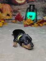 Spooky, a female Miniature Dachshund for sale in Rio Grande City, TX – 4 of 10