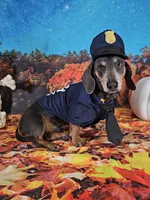 Salem, a female Miniature Dachshund for sale in Rio Grande City, TX – 10 of 10