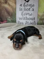 Star - Lord Dachshund / Chiweenie, a male Chihuahua and Miniature Dachshund for sale in Rio Grande City, TX – 7 of 10