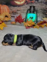 Spooky, a female Miniature Dachshund for sale in Rio Grande City, TX – 3 of 10