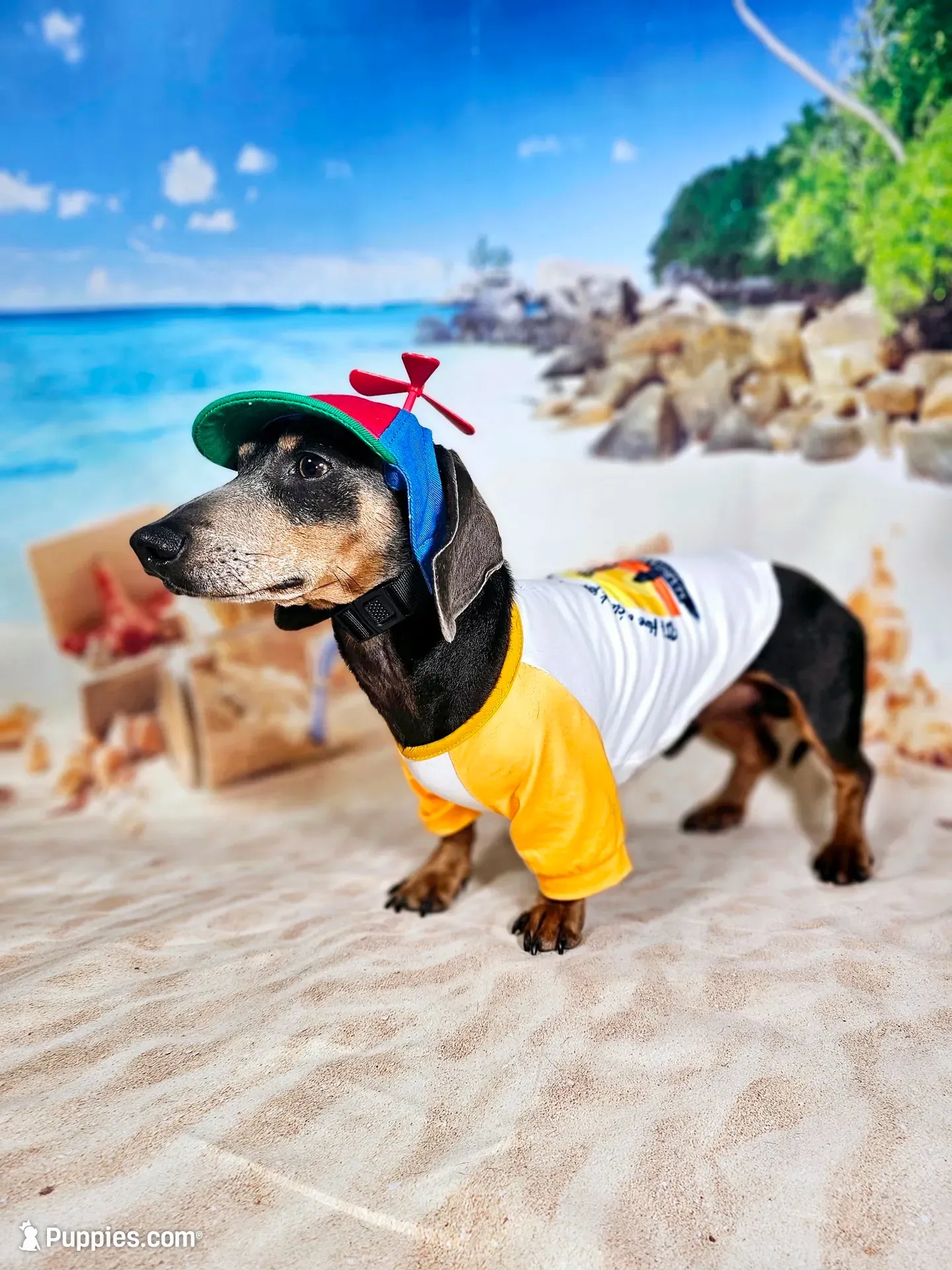 Groot Dachshund / Chiweenie, a male Chihuahua and Miniature Dachshund for sale in Rio Grande City, TX – 8 of 9