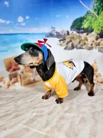 Groot Dachshund / Chiweenie, a male Chihuahua and Miniature Dachshund for sale in Rio Grande City, TX – 9 of 10