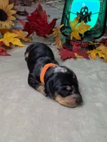 Ghost, a female Miniature Dachshund for sale in Rio Grande City, TX – 6 of 10