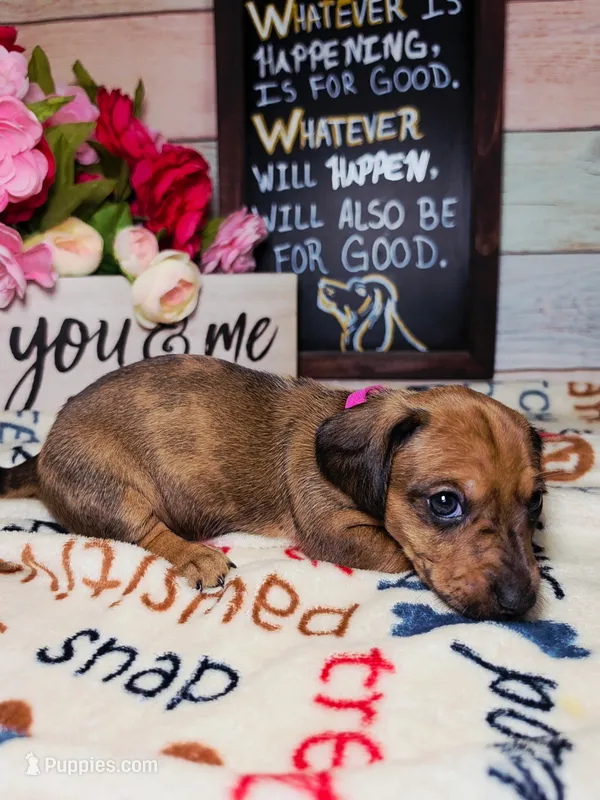 Storm (CKC) – Dachshund puppy for sale in Rio Grande City, TX