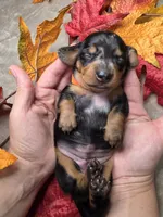 Ghost, a female Miniature Dachshund for sale in Rio Grande City, TX – 8 of 10